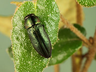 Melobasis sp. Broad green, PL4282, female, (reared from pupa), SE, 9.6 × 3.6 mm